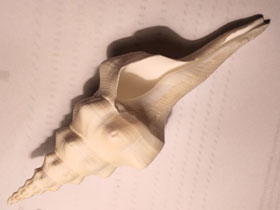 Смотреть фото Волнистый фузинус Фото Волнистый фузинус