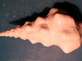 Смотреть фото Волнистый фузинус Фото Волнистый фузинус