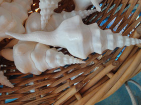 Смотреть фото Волнистый фузинус Фото Волнистый фузинус