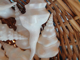 Смотреть фото Волнистый фузинус Фото Волнистый фузинус