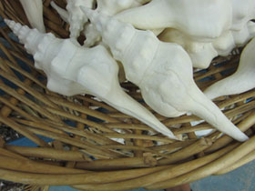 Смотреть фото Волнистый фузинус Фото Волнистый фузинус