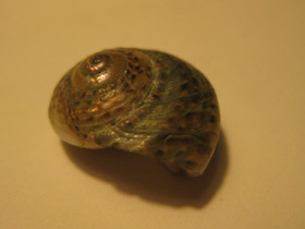 Фото Гибула