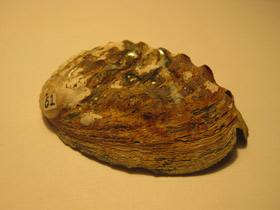 Смотреть фото Халиотисы Фото Халиотисы