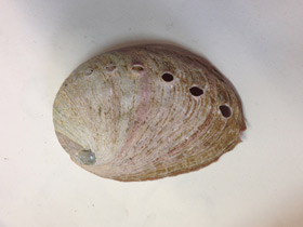 Смотреть фото Халиотисы Фото Халиотисы