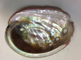 Смотреть фото Халиотисы Фото Халиотисы