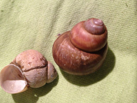 Смотреть фото Литорины Фото Литорины