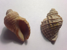 Смотреть фото Нептунея лирата Фото Нептунея лирата