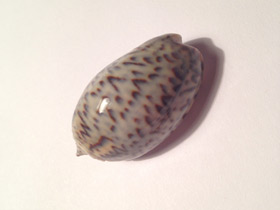 Смотреть фото Луковичная олива Фото Луковичная олива