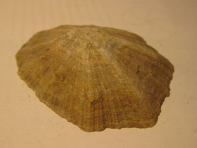 Фото Patella favaniana