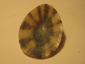 Фото Пателла нигра