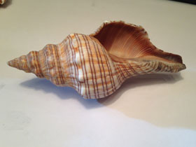 Фото Pleuroploca trapezium