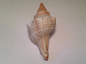 Фото Pleuroploca trapezium