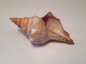 Фото Pleuroploca trapezium