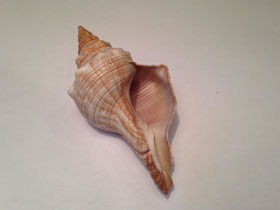 Фото Pleuroploca trapezium