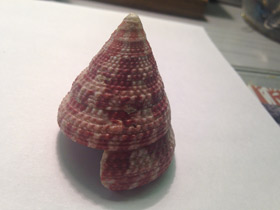 Фото Волчок радиальный