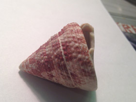 Фото Волчок радиальный