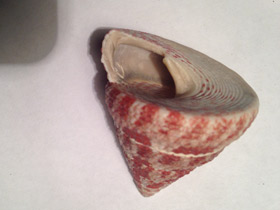 Фото Волчок радиальный