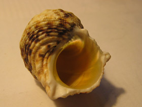 Фото Турбиниды