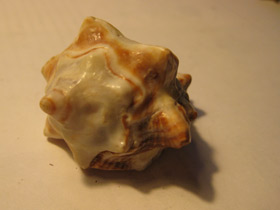 Фото Турбиниды