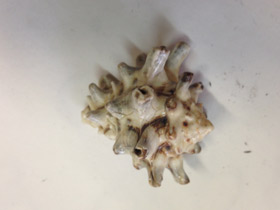 Смотреть фото Турбинеллиды Фото Турбинеллиды