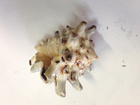 Смотреть фото Турбинеллиды Фото Турбинеллиды