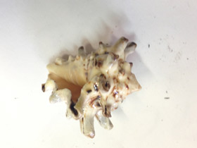 Смотреть фото Турбинеллиды Фото Турбинеллиды