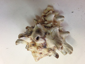 Смотреть фото Турбинеллиды Фото Турбинеллиды