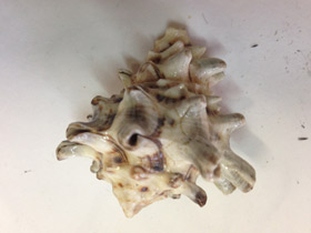 Смотреть фото Турбинеллиды Фото Турбинеллиды