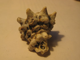 Смотреть фото Турбинеллиды Фото Турбинеллиды