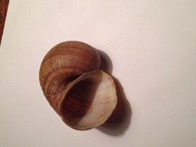 Смотреть фото Уссурийская живородка Фото Уссурийская живородка