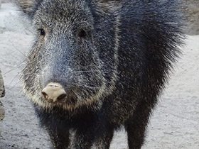 Смотреть фото Чакский пекари Фото Чакский пекари