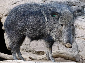 Смотреть фото Чакский пекари Фото Чакский пекари