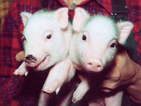 Смотреть фото Мини свинья Фото Мини свинья