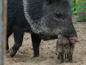 Смотреть фото Ошейниковый пекари Фото Ошейниковый пекари