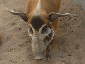 Смотреть фото Кистеухая свинья Фото Кистеухая свинья