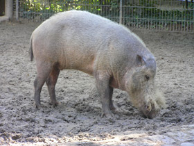 Смотреть фото Бородатая свинья Фото Бородатая свинья