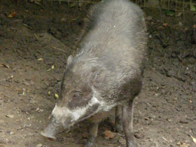 Смотреть фото Висайская бородавчатая свинья Фото Висайская бородавчатая свинья