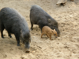 Смотреть фото Белобородый пекари Фото Белобородый пекари