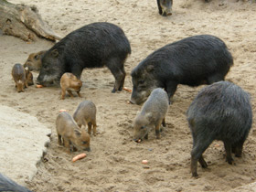 Смотреть фото Белобородый пекари Фото Белобородый пекари