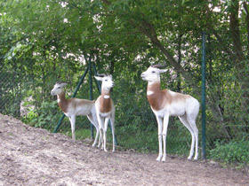 Смотреть фото Газель-дама Фото Газель-дама