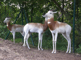 Смотреть фото Газель-дама Фото Газель-дама
