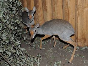 Смотреть фото Горный дик–дик Фото Горный дик–дик