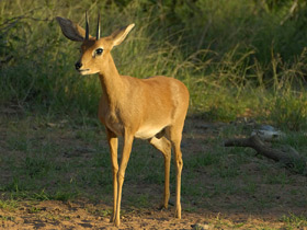 Смотреть фото Обыкновенный стенбок Фото Обыкновенный стенбок