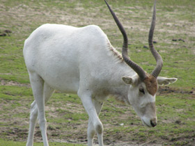 Аддакс