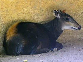 Смотреть фото Желтоспинный дукер Фото Желтоспинный дукер