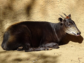 Смотреть фото Желтоспинный дукер Фото Желтоспинный дукер