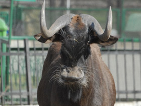 Смотреть фото Белохвостый гну Фото Белохвостый гну