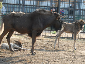 Смотреть фото Белохвостый гну Фото Белохвостый гну