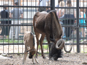 Смотреть фото Белохвостый гну Фото Белохвостый гну