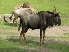 Смотреть фото Голубой гну Фото Голубой гну